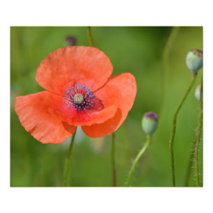 Impression Photo Red Poppy