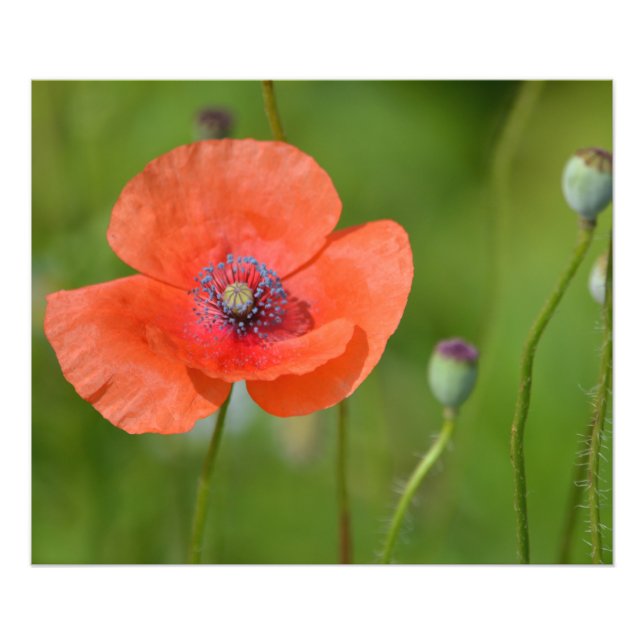 Impression Photo Red Poppy (Devant)