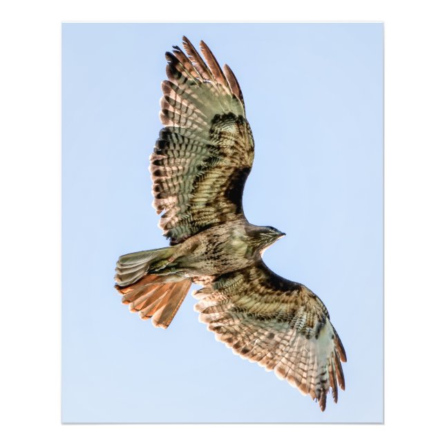 Impression Photo Red-Tailed Hawk in Flight – Wildlife Wall Art (Devant)