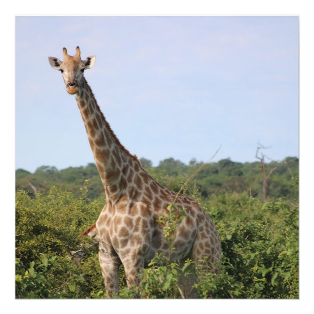 Impression Photo Regard de la girafe (Devant)