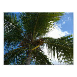 Impression Photo Regard sur le palmier à coco Nature tropicale