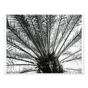 Impression Photo Regard vers le haut // Noir et blanc Floride Palm