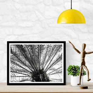 Impression Photo Regard vers le haut // Noir et blanc Floride Palm