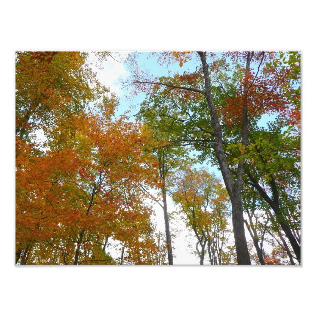 Impression Photo Regardant vers le haut les feuilles d'automne I Fe (Devant)
