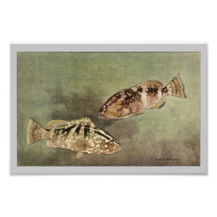 Impression Photo Regroupement rouge et Nassau Poisson Vintage Impri
