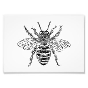 Impression Photo Reine des abeilles