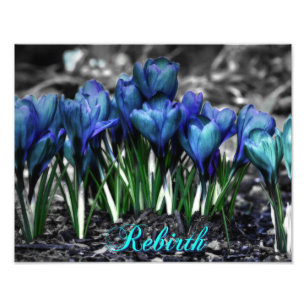 Impression Photo Renaissance des fleurs de Crocus bleu Aqua