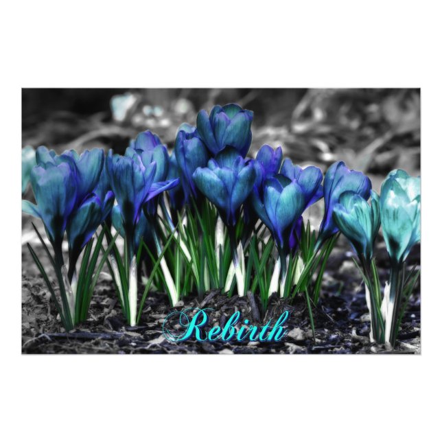 Impression Photo Renaissance des fleurs de Crocus bleu Aqua (Devant)