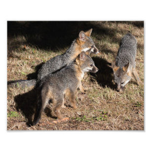 Impression Photo Renard