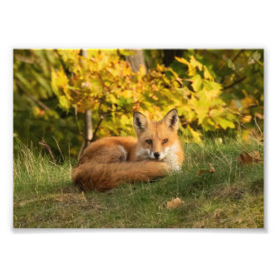 Impression Photo Renard d'automne