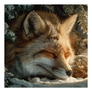 Impression Photo Renard des neiges ensoleillé