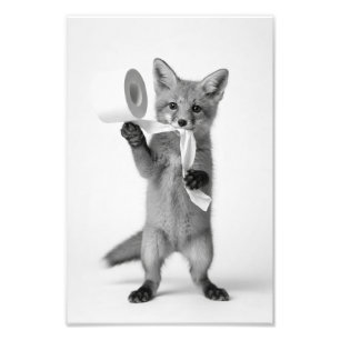 Impression Photo Renard drôle tenant du papier toilette, faune mini