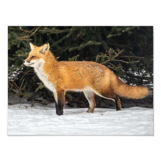 Impression Photo Renard Et Neige (Devant)