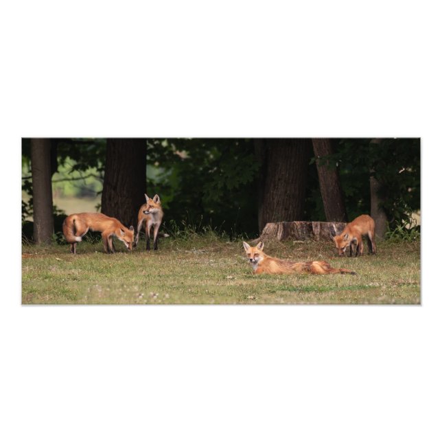 Impression Photo Renard Family (Devant)
