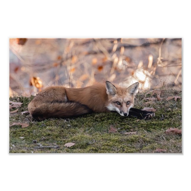 Impression Photo Renard reposant sur la mousse (Devant)