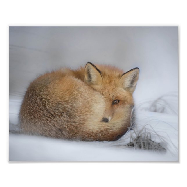 Impression Photo Renard Rouge En Neige (Devant)