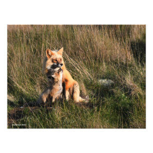 Impression Photo Renard rouge et kit