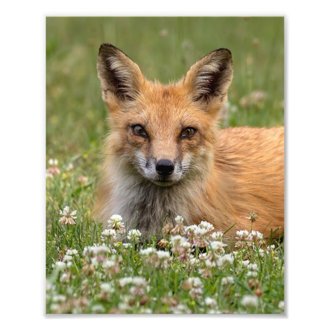 Impression Photo Renard Rouge Sur Un Lit De Clover (Devant)