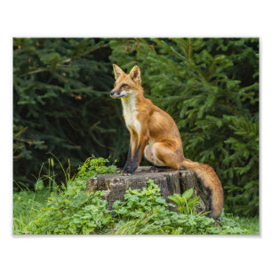 Impression Photo Renard Rouge Sur Un Piédestal