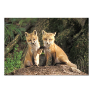 Impression Photo Renard roux bébé devant terrier (Vulpes vulpes)