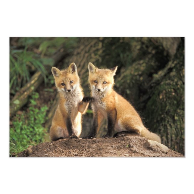 Impression Photo Renardeau renard roux devant terrier Vulpes vulpes (Devant)