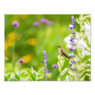 Impression Photo Repos des colibris