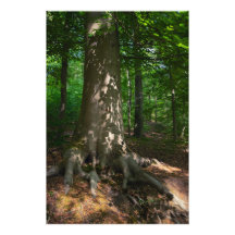 Répression des baleines