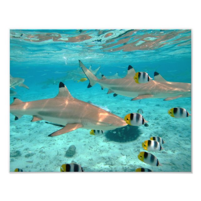 Impression Photo Requins dans la lagune Bora Bora (Devant)