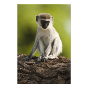 Impression Photo Réserve de gibier de Samburu, Kenya, Vervet Monkey