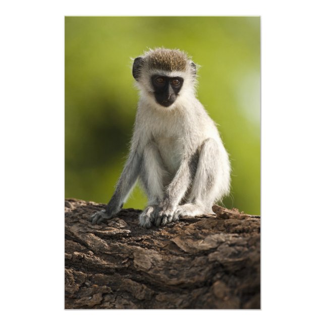 Impression Photo Réserve de gibier de Samburu, Kenya, Vervet Monkey (Devant)