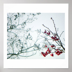 Impression photo Ressort / Fleurs de cerisiers