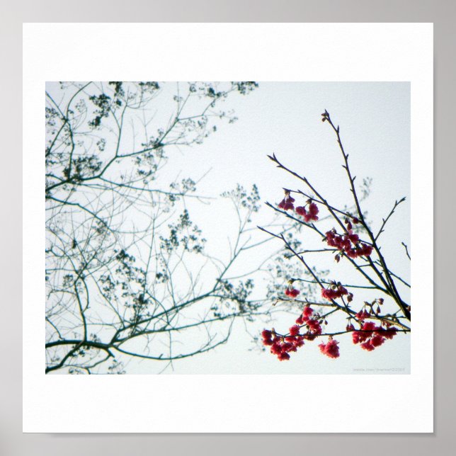 Impression photo Ressort / Fleurs de cerisiers (Devant)