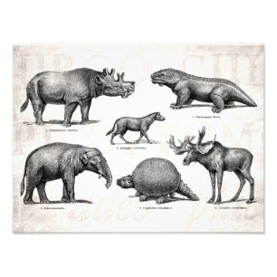 Impression Photo Rétros dinosaures illustration vintage de