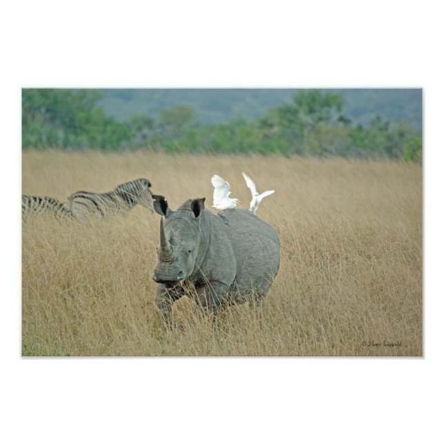 Impression Photo Rhino blanc (Devant)