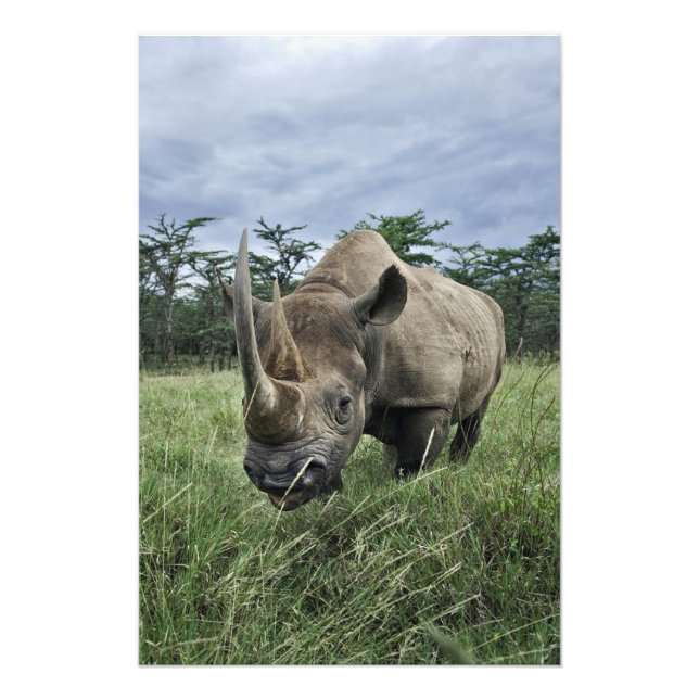 Impression Photo Rhinocéros noir, Diceros bicornis, Kenya (Devant)