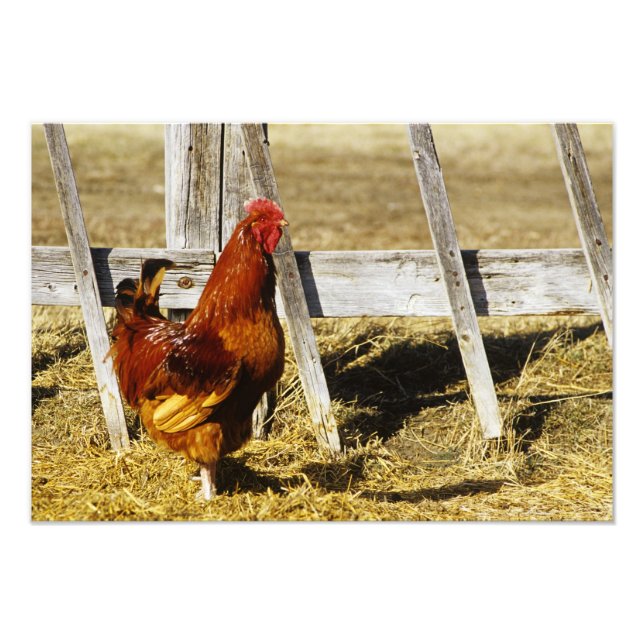 Impression Photo Rhode Island Red Rooster (Devant)