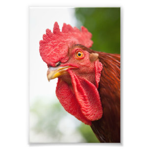Impression Photo Rhode Island Red Rooster