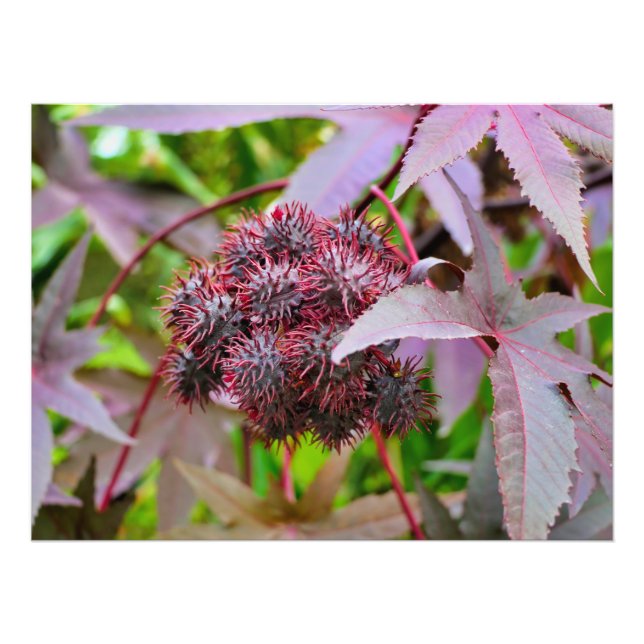 Impression Photo Ricinus communis (Devant)