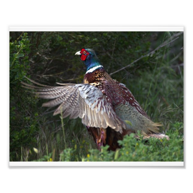 Impression Photo Ring Pheasant (Devant)