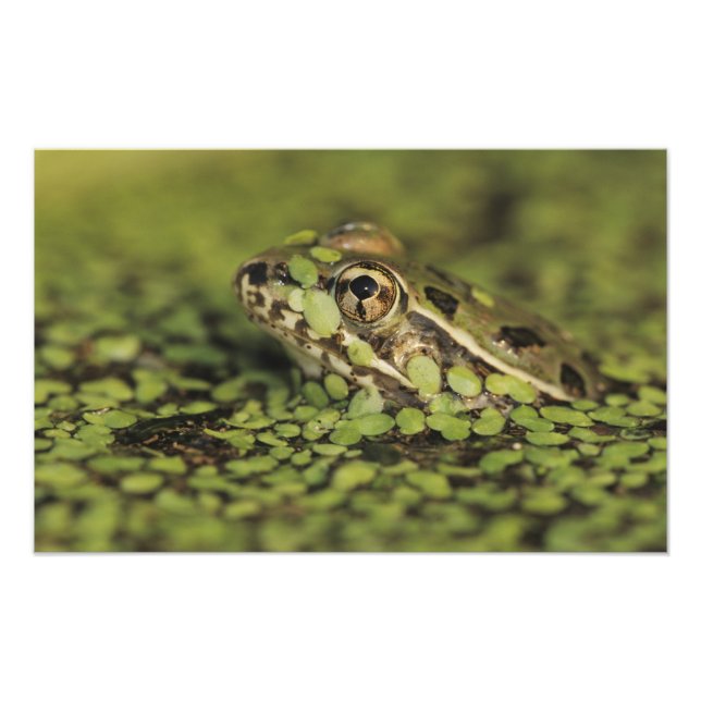 Impression Photo Rio Grande Leopard Frog, Rana berlandieri, (Devant)