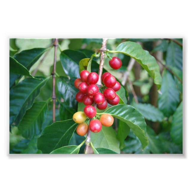 Impression Photo Ripening Kona Coffee Cherries, Hawaii (Devant)
