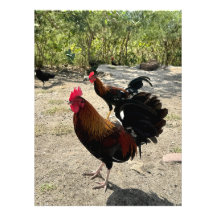 Roadside Roosters en Philipsburg, St Maarten