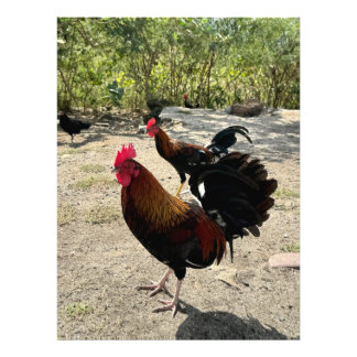 Impression Photo Roadside Roosters en Philipsburg, St Maarten