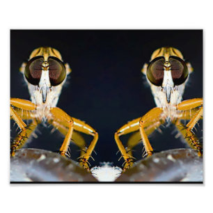 Impression Photo Robber Flies - Efferia albibarbis