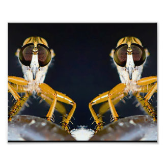 Impression Photo Robber Flies - Efferia albibarbis