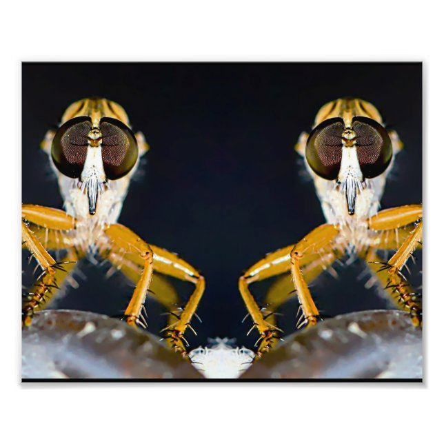 Impression Photo Robber Flies - Efferia albibarbis (Devant)
