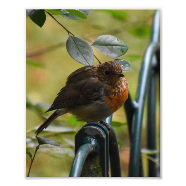 Impression Photo Robin (Devant)
