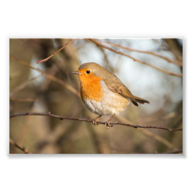 Impression Photo Robin (Devant)