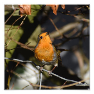 Impression Photo Robin