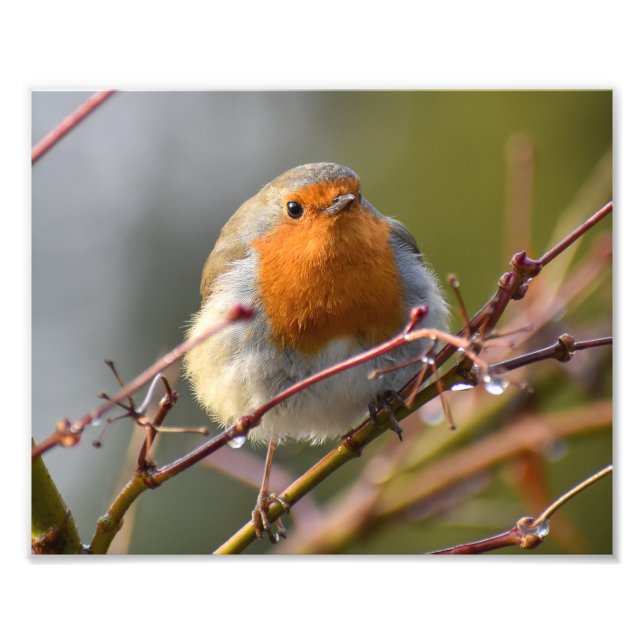 Impression Photo Robin (Devant)